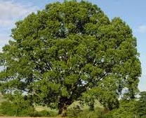 Quercus Petraea - Sessile Oak